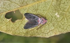 Margarodidae