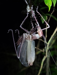 Monocerophora