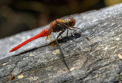 Orthetrum testaceum soembanum