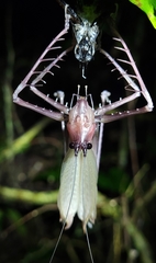 Monocerophora