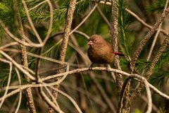 Lagonosticta senegala