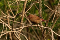 Lagonosticta senegala