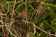 Lagonosticta senegala