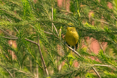 Zosterops stuhlmanni