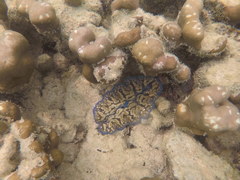 Tridacna crocea