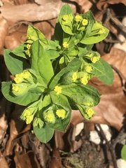 Euphorbia epithymoides