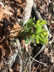 Euphorbia epithymoides