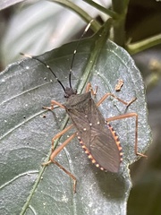 Leptoscelis elongator