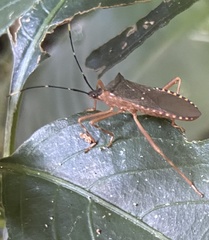 Leptoscelis elongator