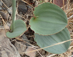 Eriospermum brevipes