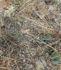 Eriospermum brevipes