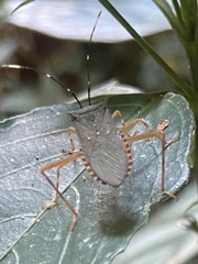 Leptoscelis elongator