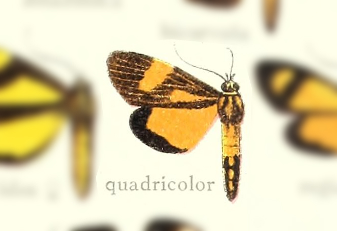 Erbessa quadricolor