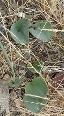 Eriospermum brevipes