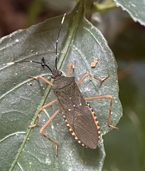 Leptoscelis elongator