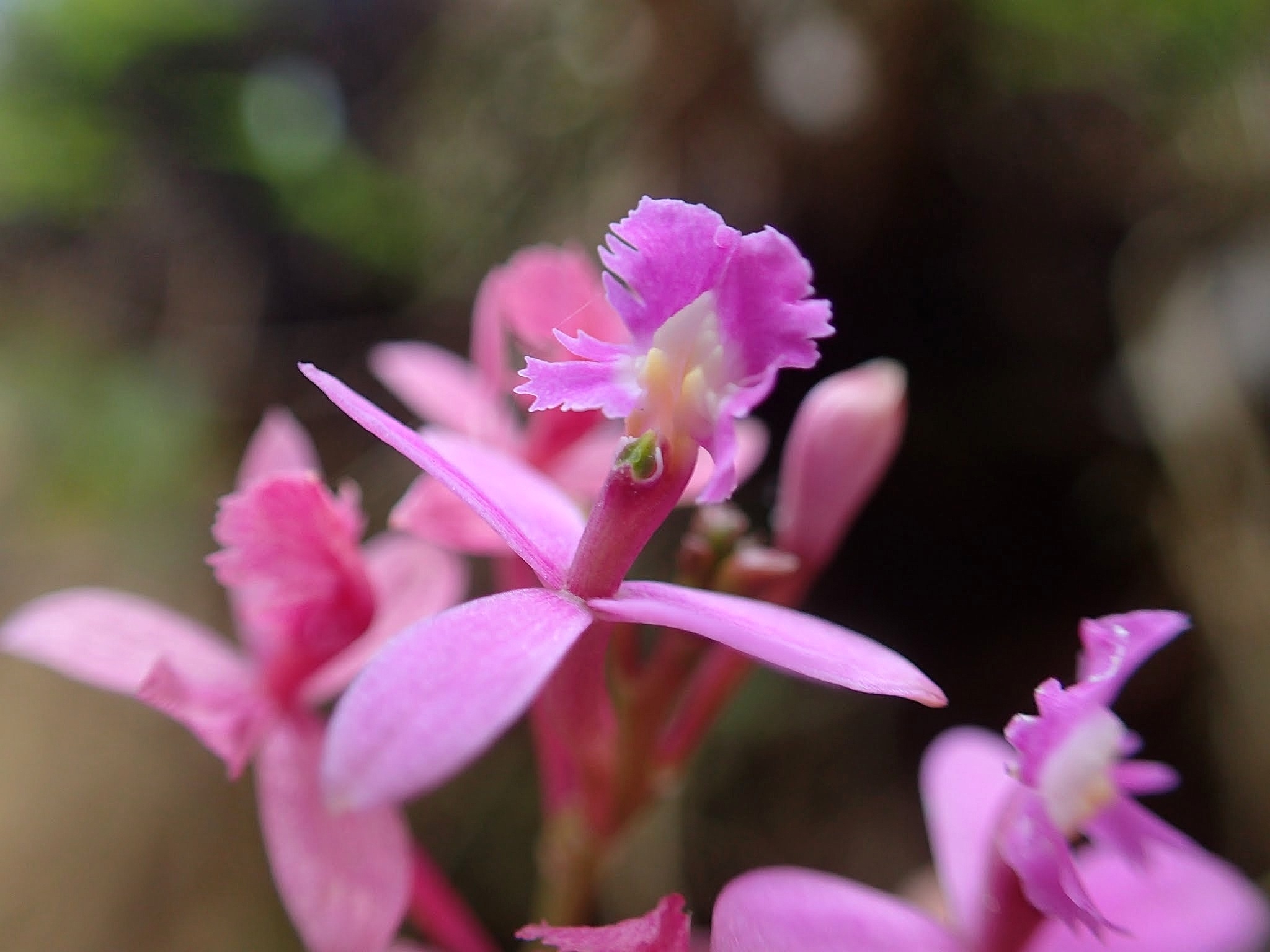 Epidendrum ackermanii