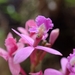 Epidendrum ackermanii - Photo (c) Kris!, some rights reserved (CC BY-NC), uploaded by Kris!