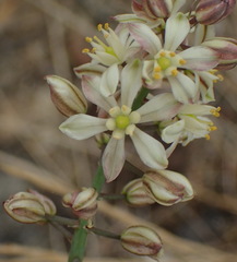 Eriospermum brevipes