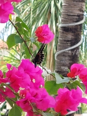 Battus philenor acauda