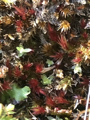 Orthothecium rufescens