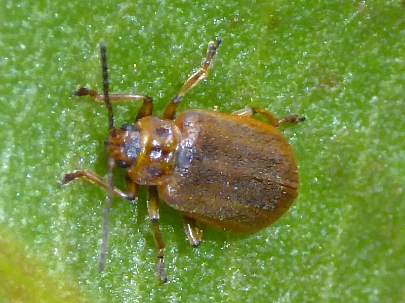 Galerucella sagittariae