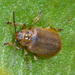 Galerucella sagittariae - Photo (c) M Funnell, some rights reserved (CC BY-NC), uploaded by M Funnell