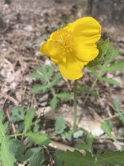 Stylophorum diphyllum