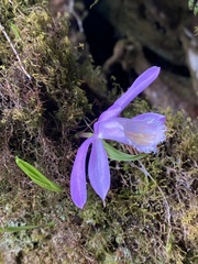 Pleione formosana