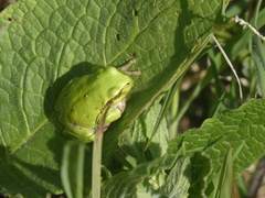 Hyla intermedia perrini