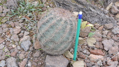 Echinomastus intertextus