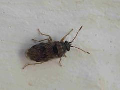 Hyalochilus ovatulus