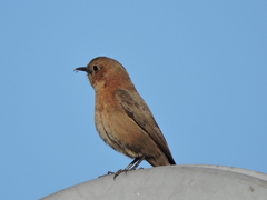 Oenanthe fusca