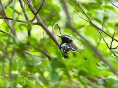 Formicivora melanogaster