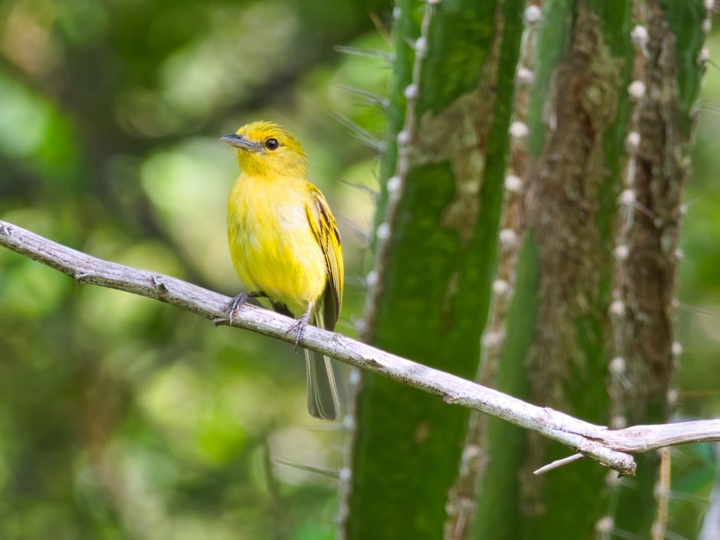 Ochre-lored Flatbill photo
