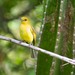 Ochre-lored Flatbill - Photo (c) Eric Carpenter, some rights reserved (CC BY-NC), uploaded by Eric Carpenter