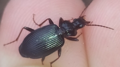 Limodromus assimilis