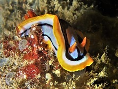 Chromodoris westraliensis