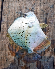 Drepane punctata