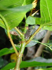 Acalolepta rusticatrix