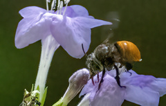 Amegilla dohertyi