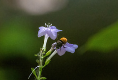 Amegilla dohertyi