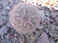 Echinomastus intertextus