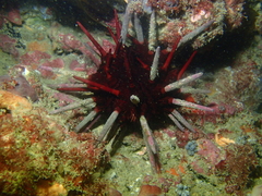 Phyllacanthus