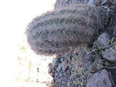 Echinomastus intertextus