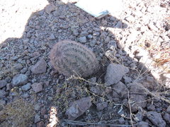 Echinomastus intertextus