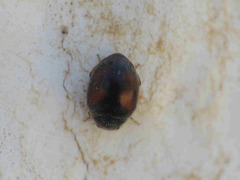 Nephus redtenbacheri