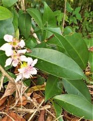 Prunus cerasoides image