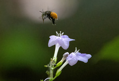 Amegilla dohertyi