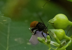 Amegilla dohertyi