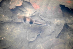 Striuntius lateristriga